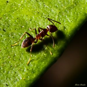insects - DSC_7567.jpg