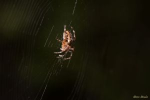 insects - DSC_8756-960x640.jpg