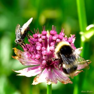 Schloss Dagstuhl, Germany.
Nikon d750, Nikon 28-105 f/3.5-4.5D. photos - IMG_1611.jpg