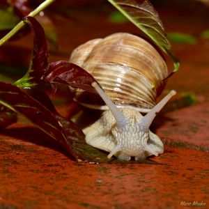 Schloss Dagstuhl, Germany.
Nikon d750, Nikon 28-105 f/3.5-4.5D. photos - IMG_1639.jpg