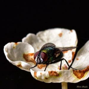 Schloss Dagstuhl, Germany.
Nikon d750, Nikon 28-105 f/3.5-4.5D. photos - IMG_1661.jpg