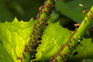 insects - IMG_7367.jpg