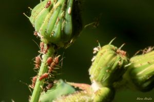 insects - IMG_7368.jpg