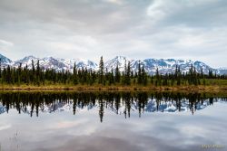Near Cantwell, Alaska (06n 416878 7030776)