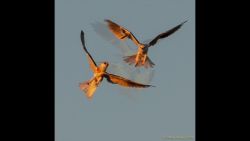 White-tailed kites sky dancing White-tailed kites sky dancing